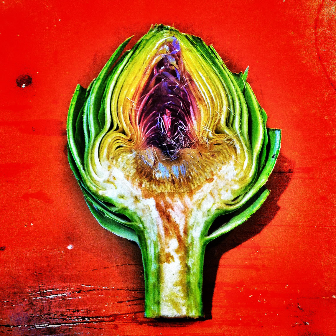 Cross Section of an Artichoke